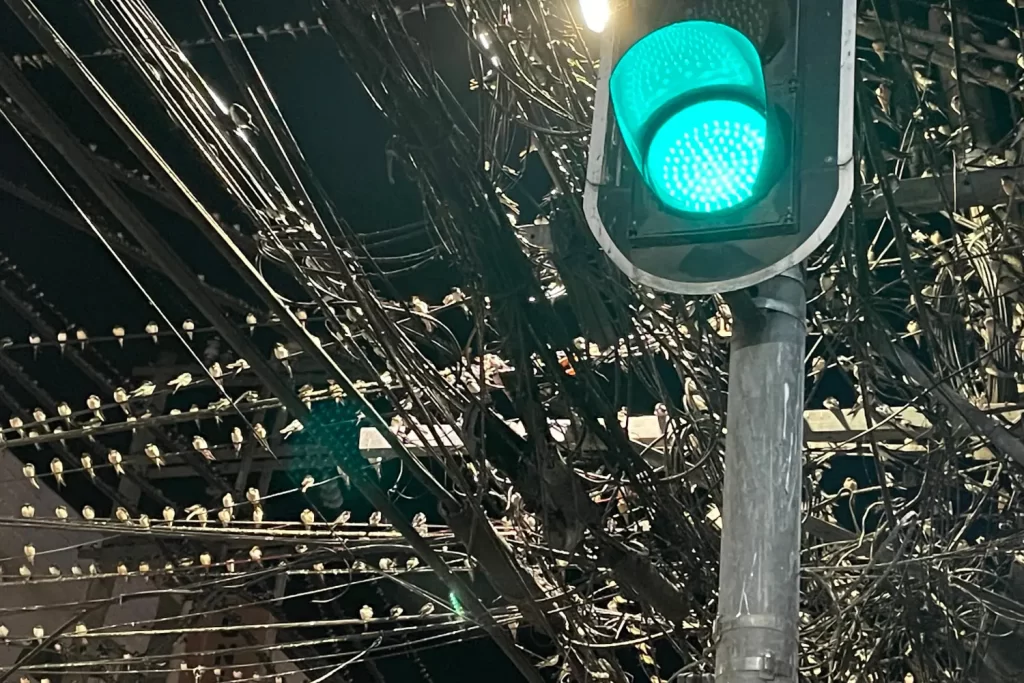 Pacific swallows locally called layang-layang perched on wires and cables close to a traffic light