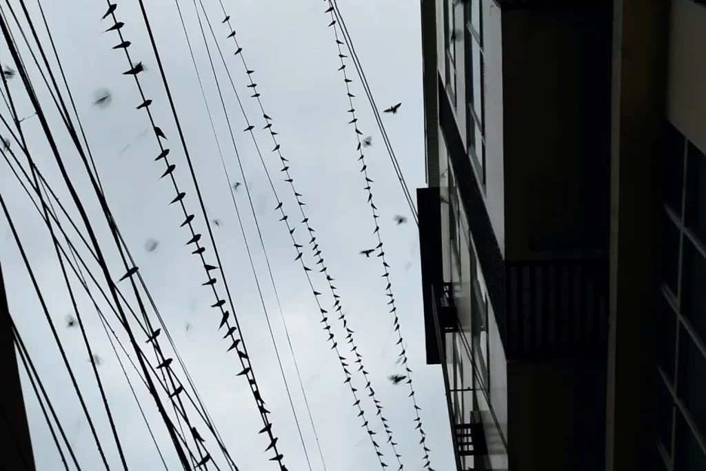 Layang-layang (Pacific Swallows) perched on city wires and cables