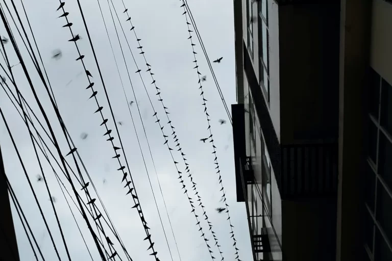 Layang-layang (Pacific Swallows) perched on city wires and cables