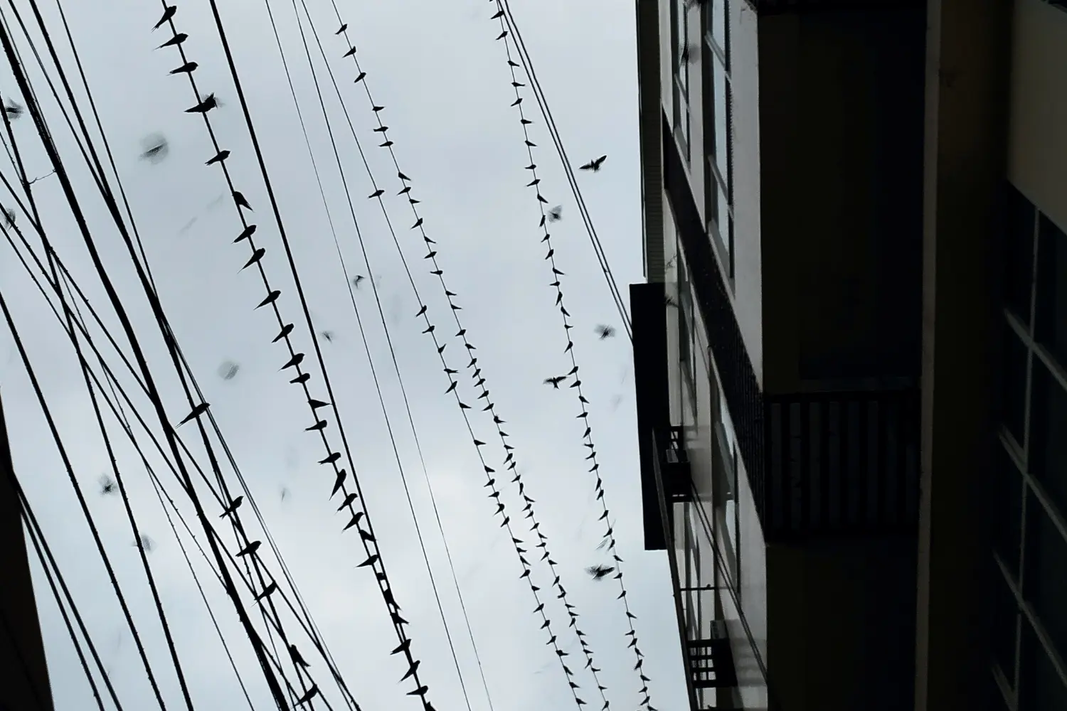 Layang-layang (Pacific Swallows) perched on city wires and cables