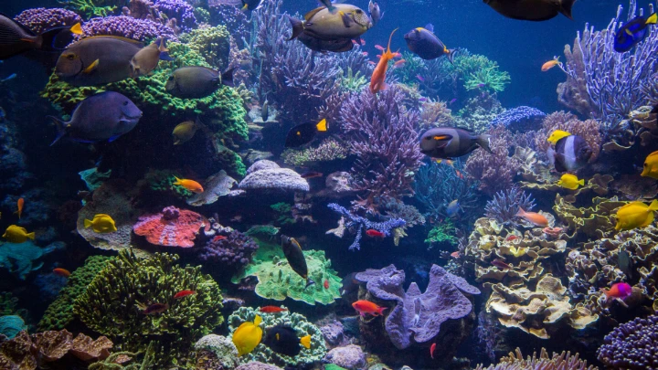 Underwaterphotography1