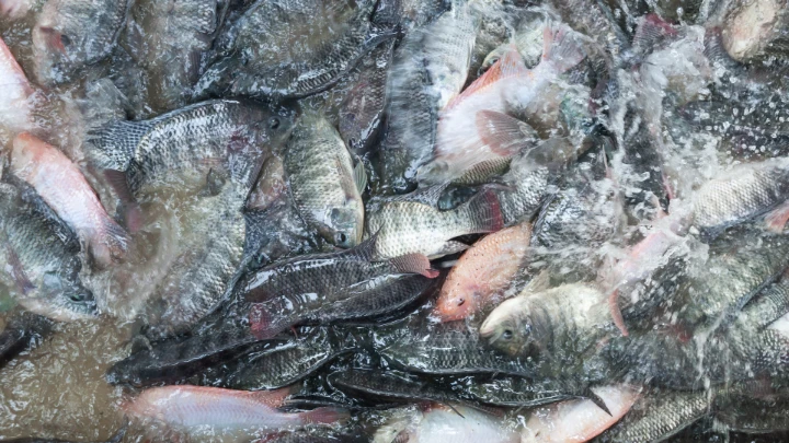 Tilapia1
