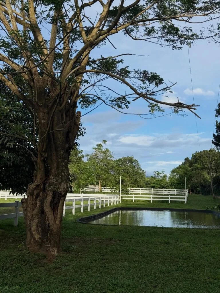 Kuumba Horse Riding and Cafe