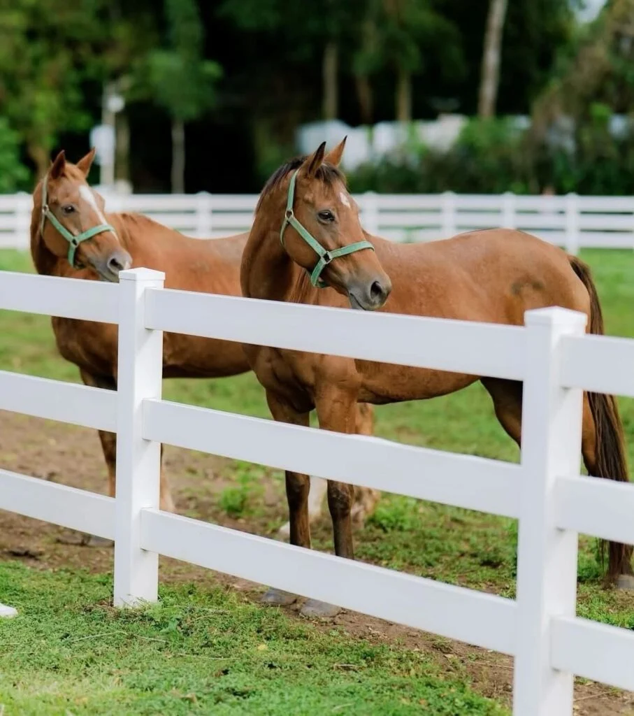 Kuumba Horse Riding and Cafe