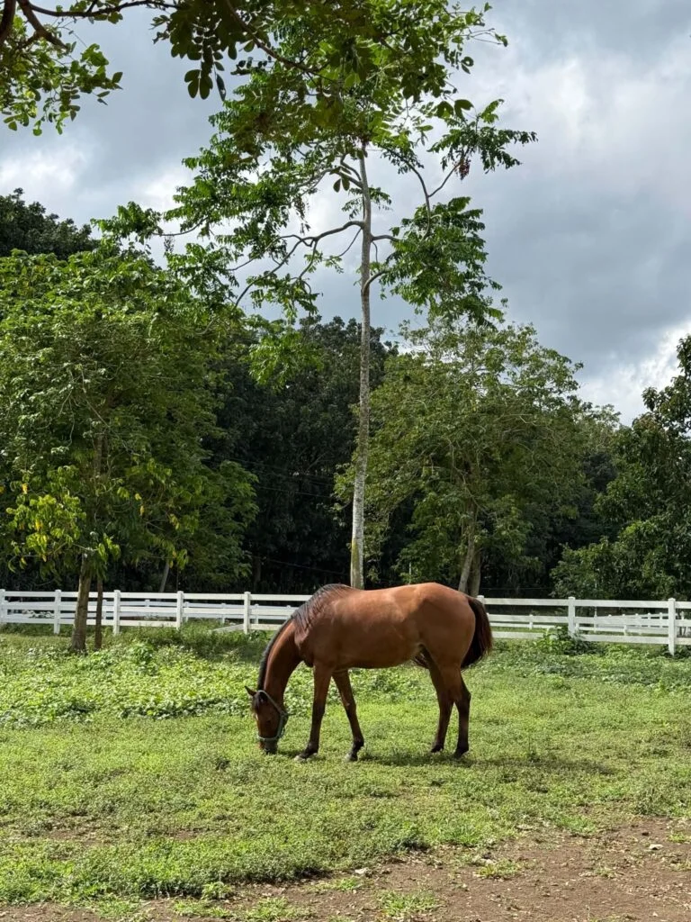 Kuumba Horse Riding and Cafe