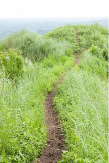 Grassy mountain trail