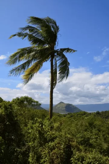 A lone coconut tree on top of a mountain