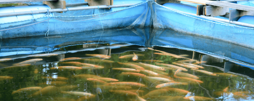 Laurel Tilapia Festival - Amazing Batangas