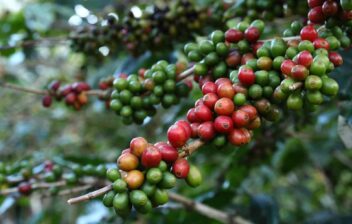 Coffee bean fruits