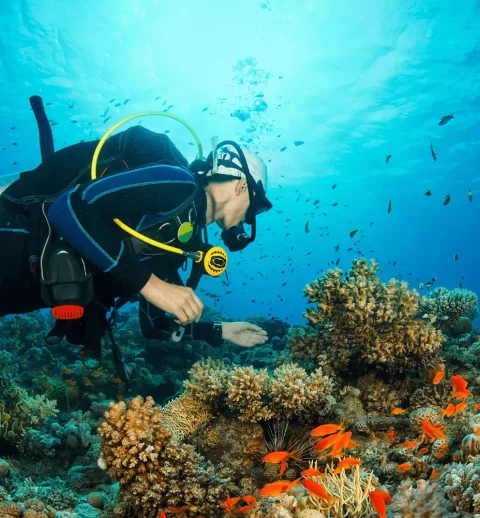 A scuba diver surrounded by corals and tiny fishes