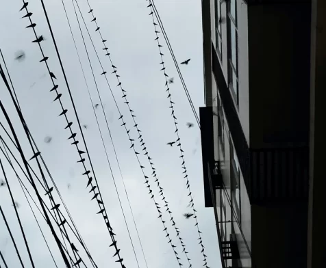 Layang-layang (Pacific Swallows) perched on city wires and cables